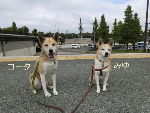 みゆちゃん＆コータちゃん(ペットシッタートコトコ）