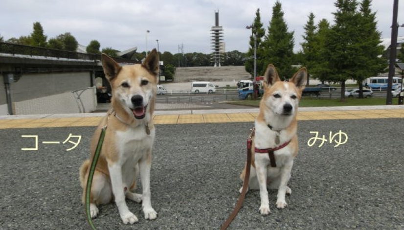 みゆちゃん＆ｺｰﾀちゃん